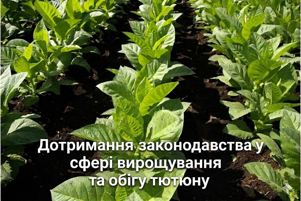 Дотримання законодавства у сфері вирощування та обігу тютюну